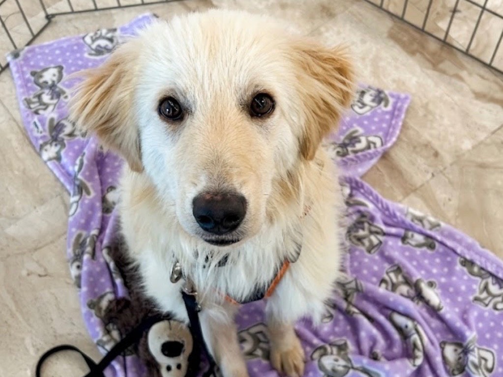 Vuoi adottare un cane a Sud?
