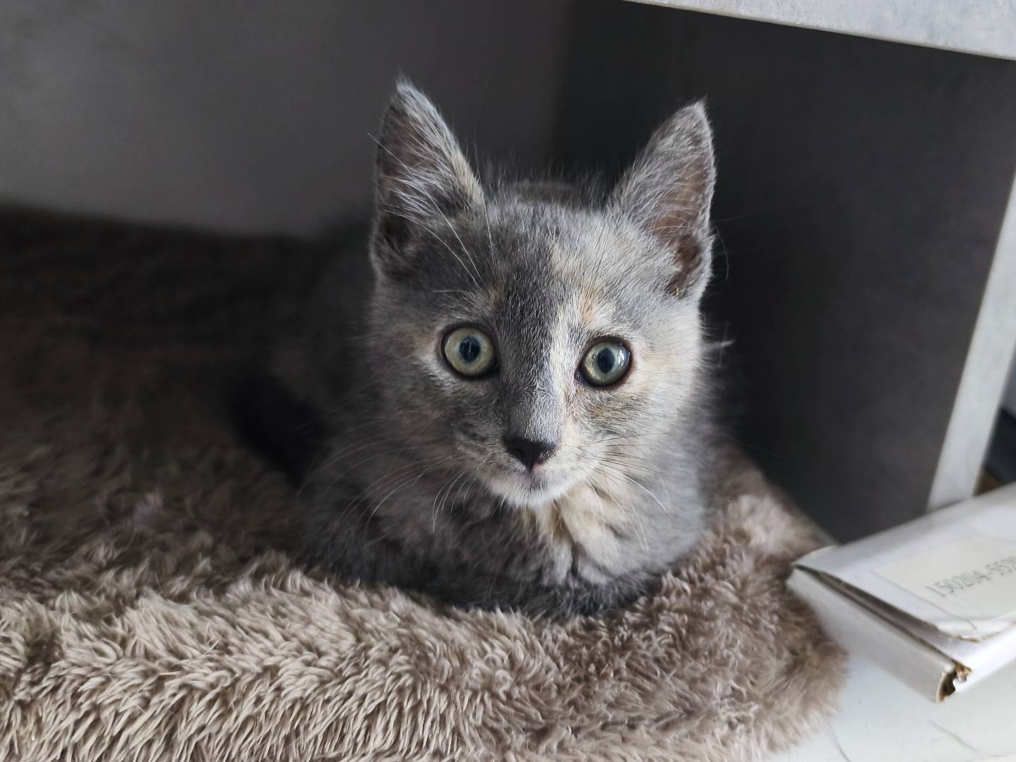 Adozione gatto, femmina, Razza sconosciuta Razza sconosciuta, 2 mesi, taglia non valida, Messina