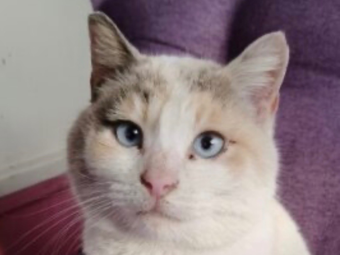 Adozione gatto, femmina, Siamese Razza sconosciuta, 5 anni e 4 mesi, taglia non valida, Roma