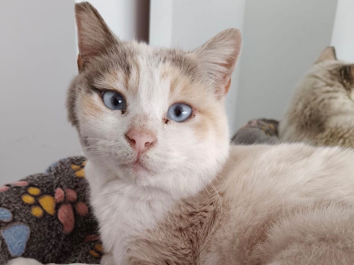 Adotta un gatto, femmina, 5 anni e 4 mesi, Roma