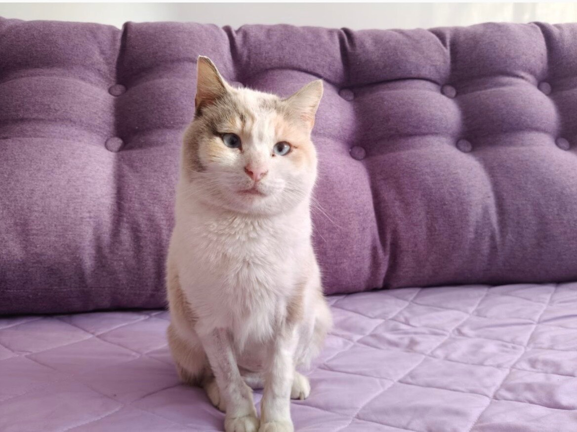 Adotta un gatto, taglia non valida, femmina, Roma