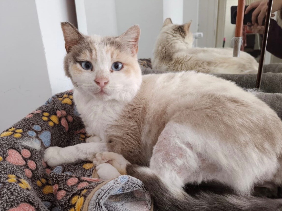Vuoi adottare un gatto a Roma?