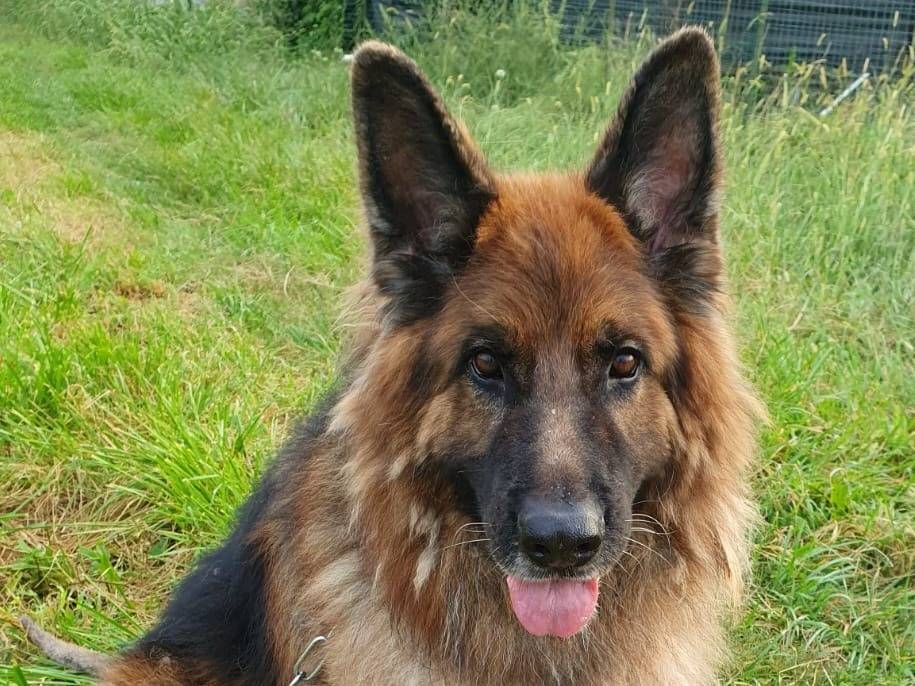 Adozione cane, maschio, Razza sconosciuta Razza sconosciuta, 11 anni e 1 mese, taglia gigante, Lecco