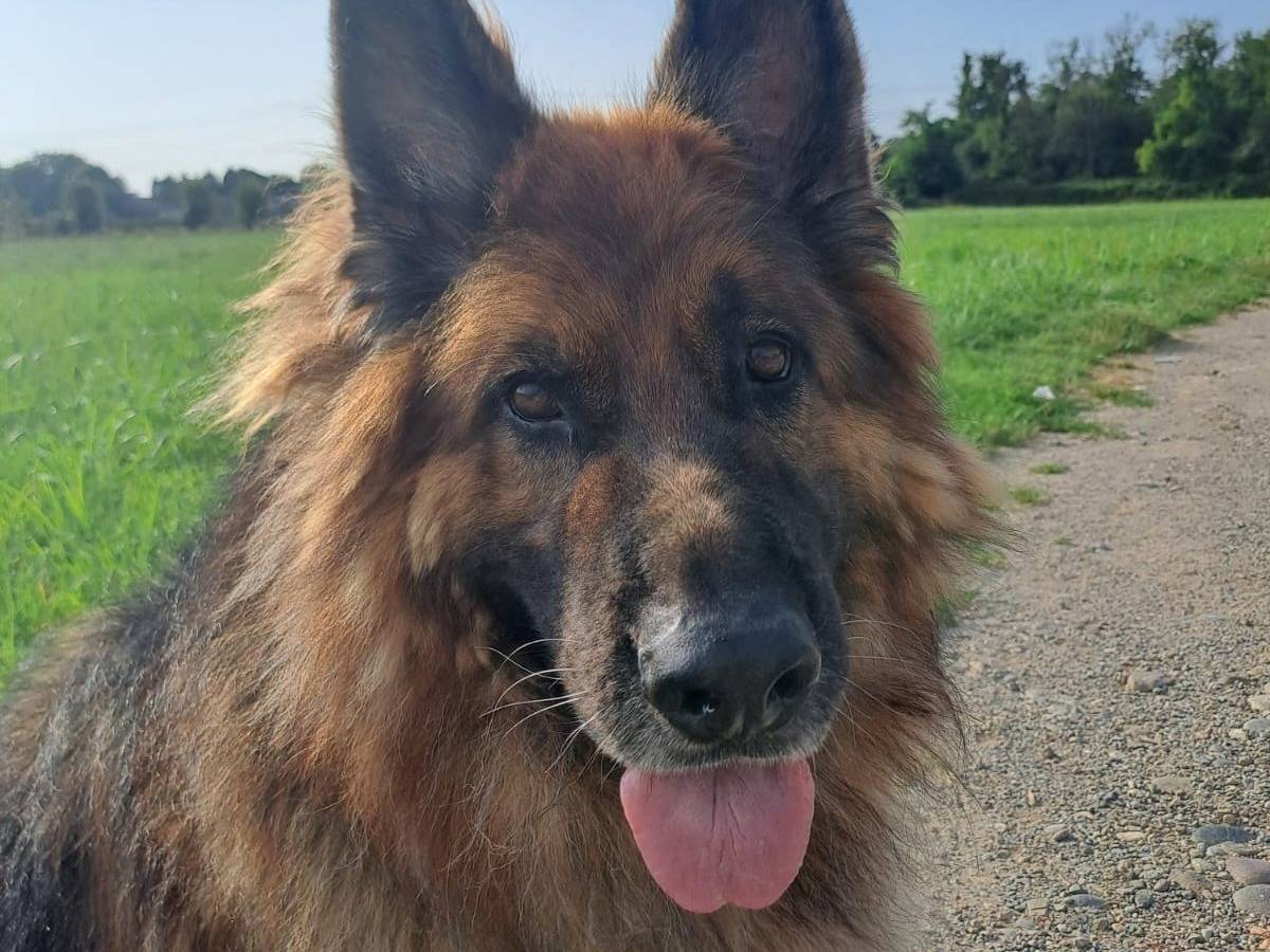 Vuoi adottare un cane a Lecco?