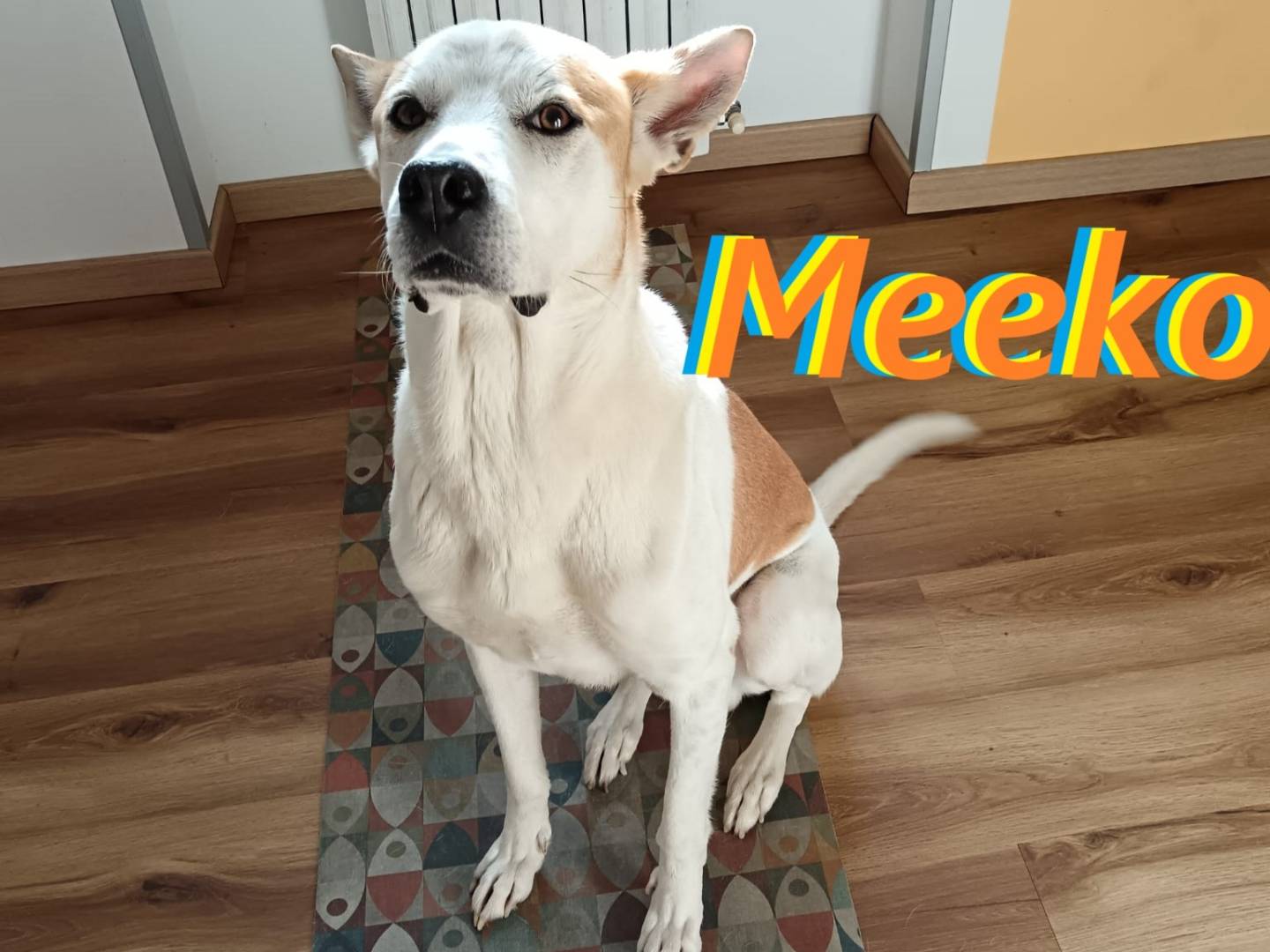 Adozione cane, maschio, Razza sconosciuta Razza sconosciuta, 6 anni e 4 mesi, taglia media, Milano