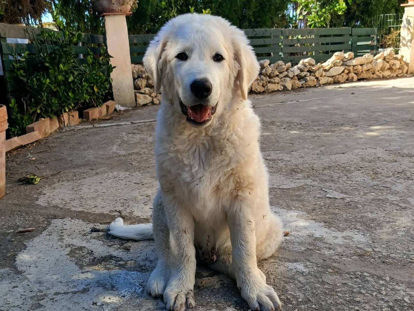 Adozione cane, maschio, Razza sconosciuta Razza sconosciuta, 4 mesi, taglia grande, Siracusa