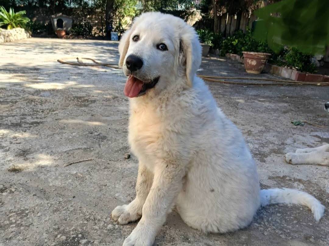 Adotta un cane, maschio, 4 mesi, Siracusa