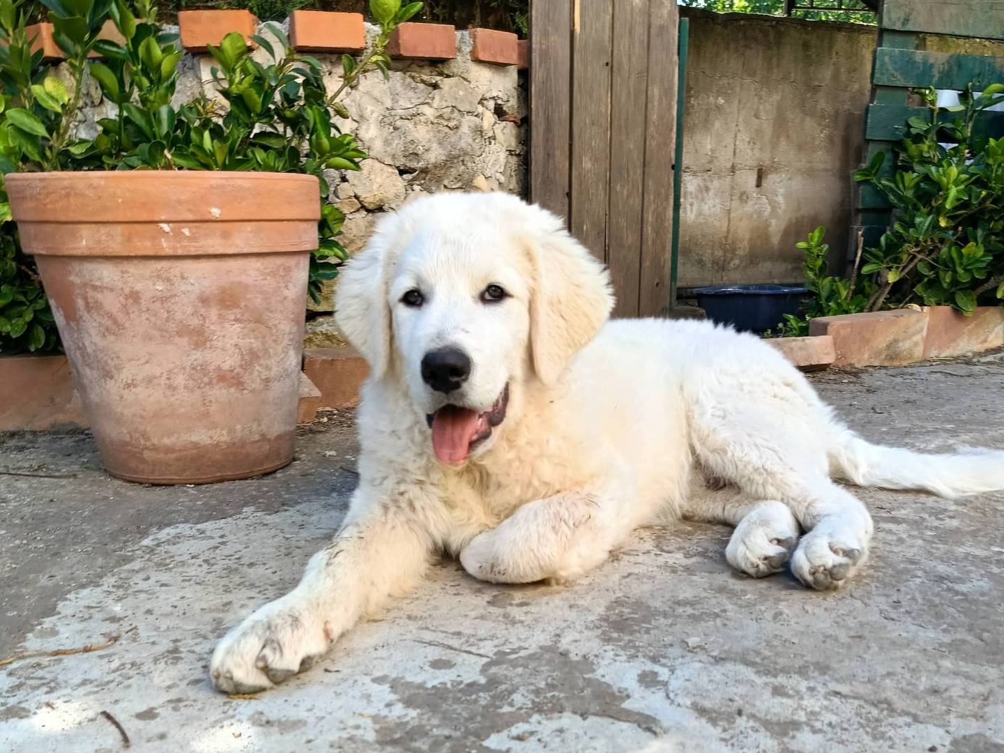 Adotta un cane, taglia grande, maschio, Siracusa