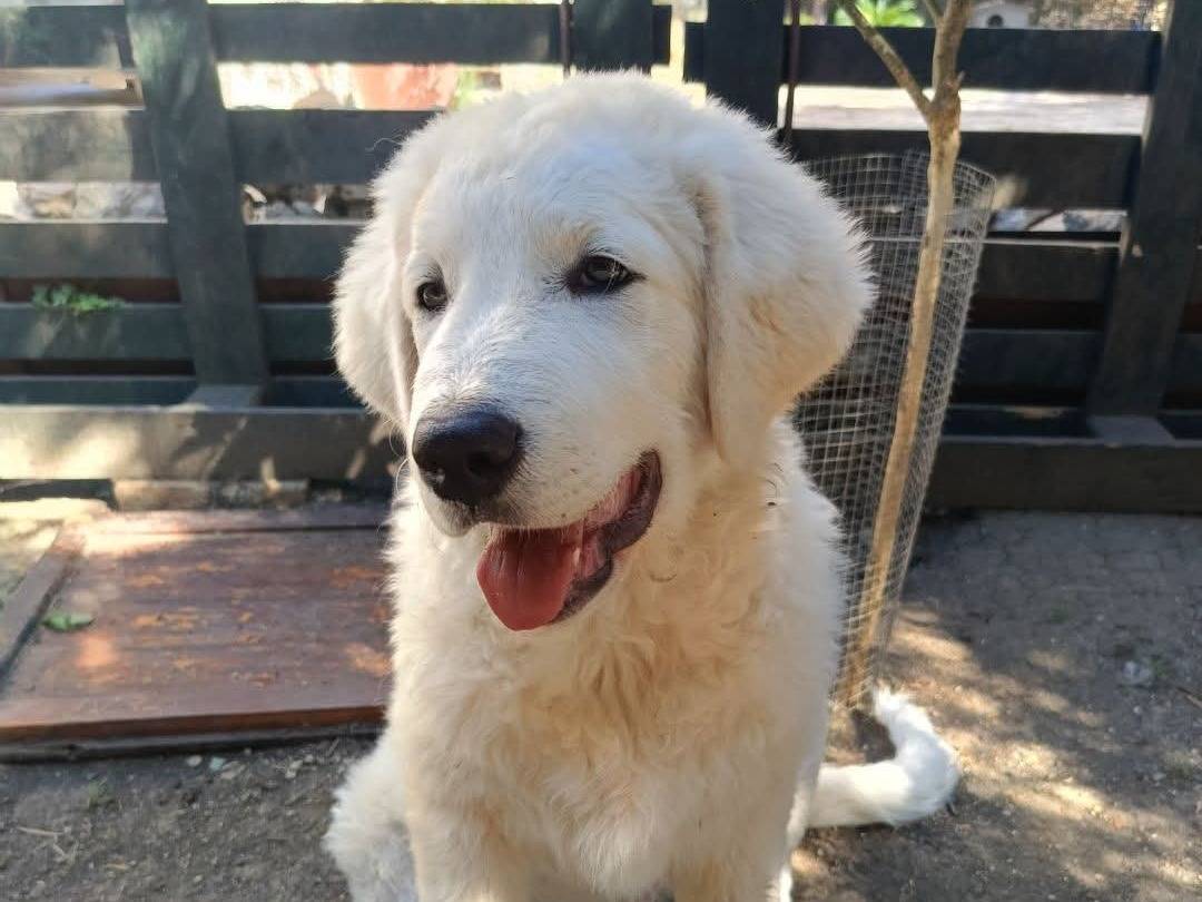 Vuoi adottare un cane a Siracusa?