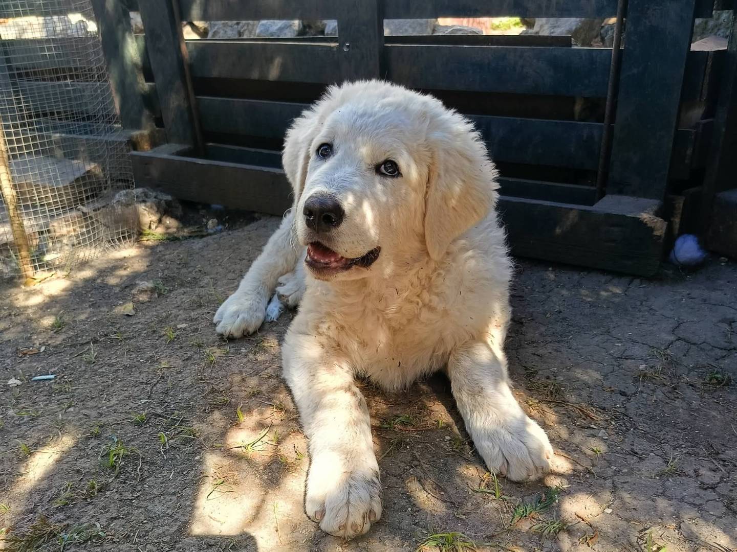 Adotta il cane GIULIO a Siracusa