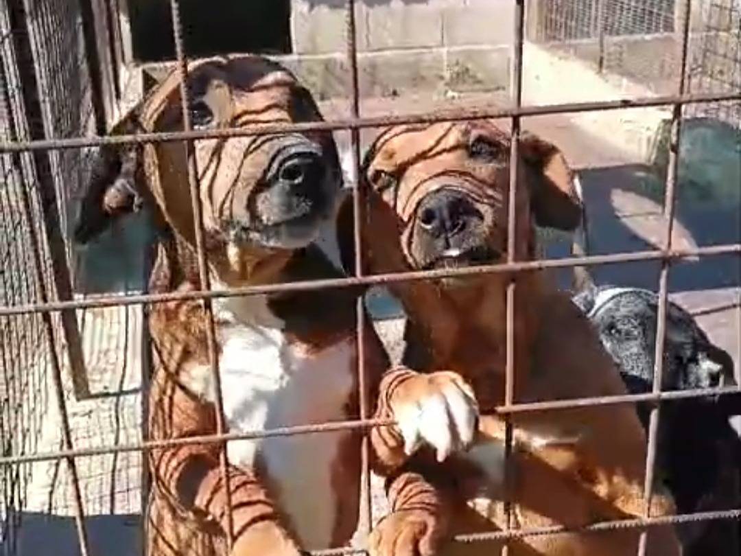 Adozione cane, femmina, Razza sconosciuta Razza sconosciuta, 6 anni e 1 mese, taglia media contenuta, Siracusa
