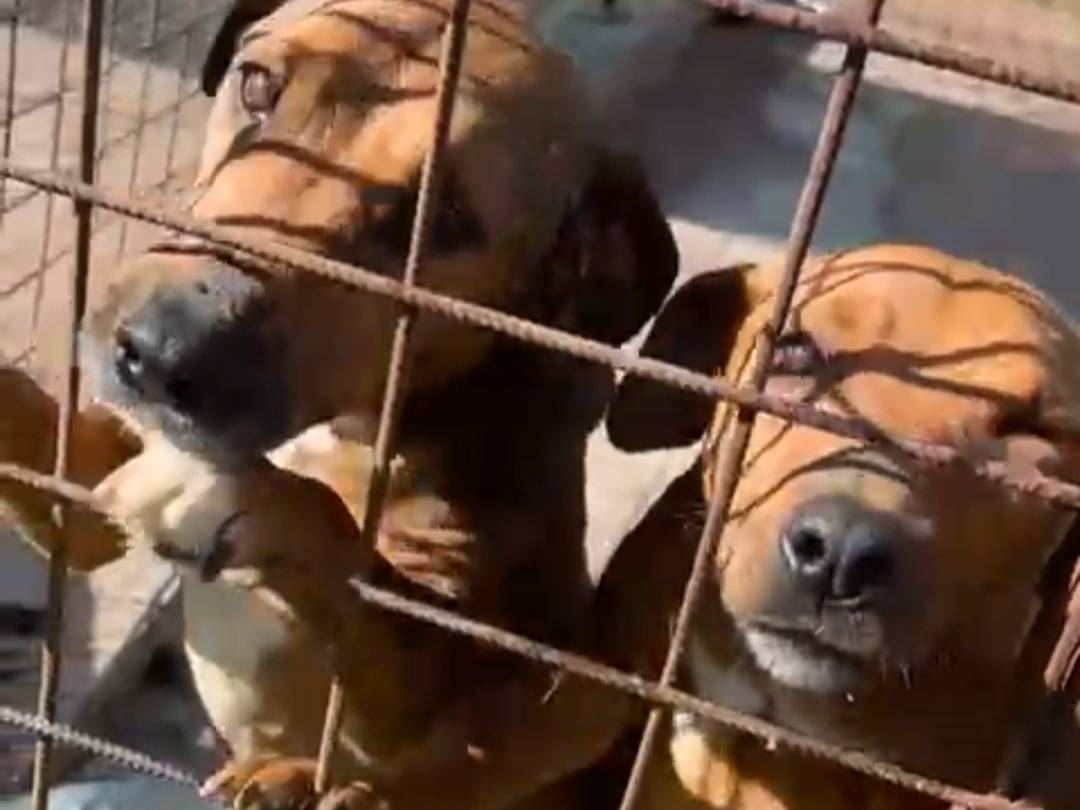 Adotta un cane, femmina, 6 anni e 1 mese, Siracusa