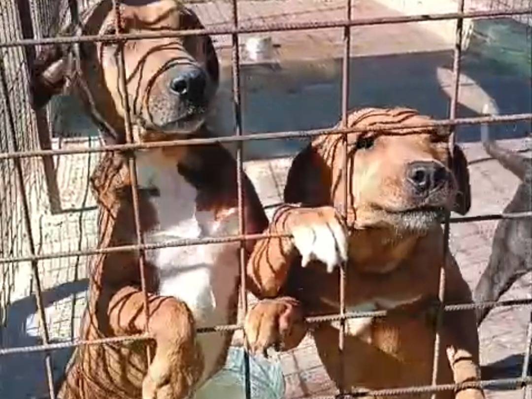 Adotta un cane, taglia media contenuta, femmina, Siracusa