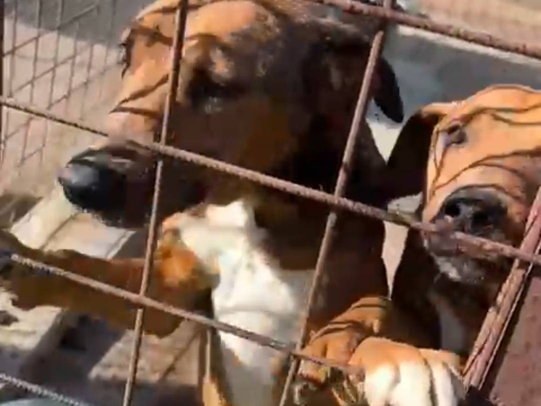 Vuoi adottare un cane a Siracusa?