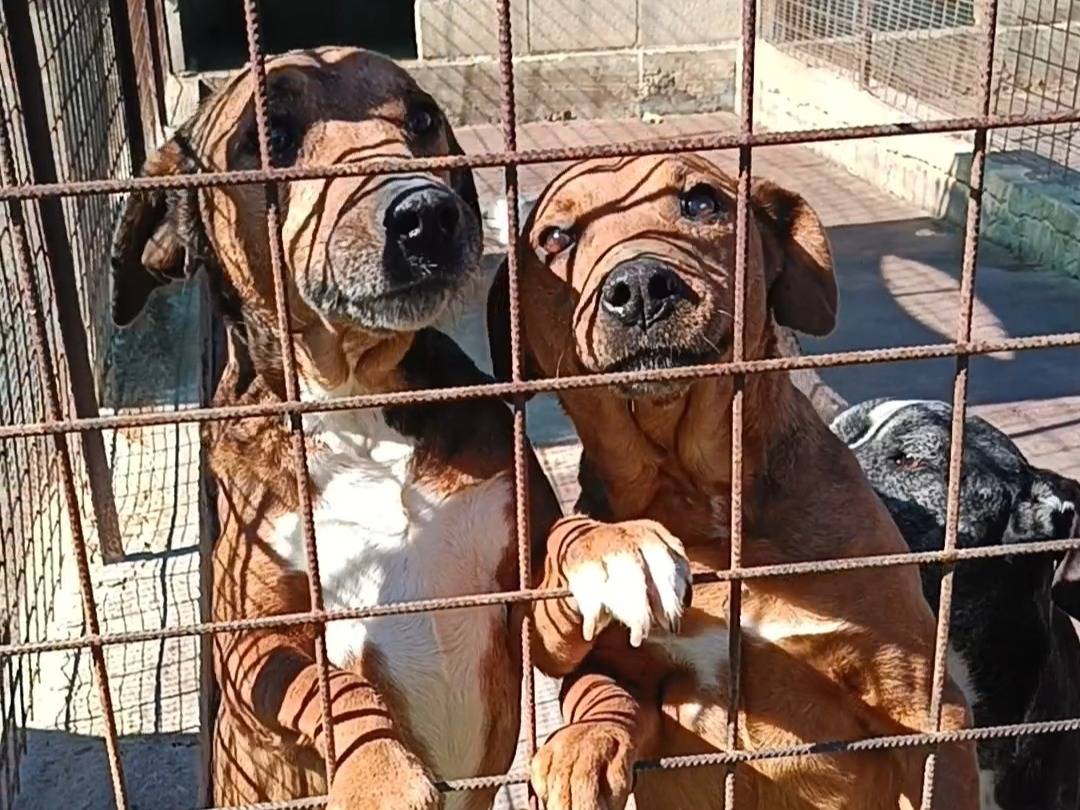 Adotta il cane DAIANA e BRENDA a Siracusa