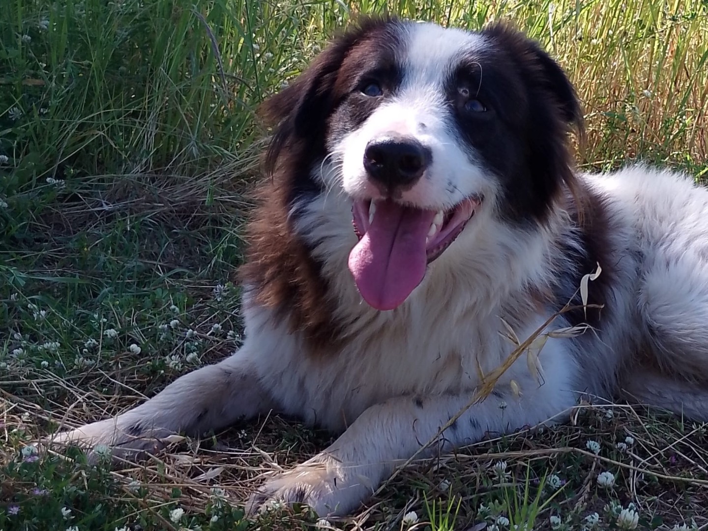 Adozione cane, maschio, Border Collie Razza sconosciuta, 8 mesi, taglia grande, Vibo