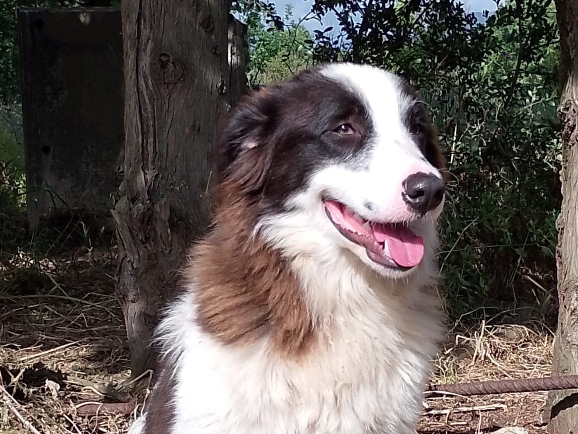 Adotta un cane, maschio, 8 mesi, Vibo