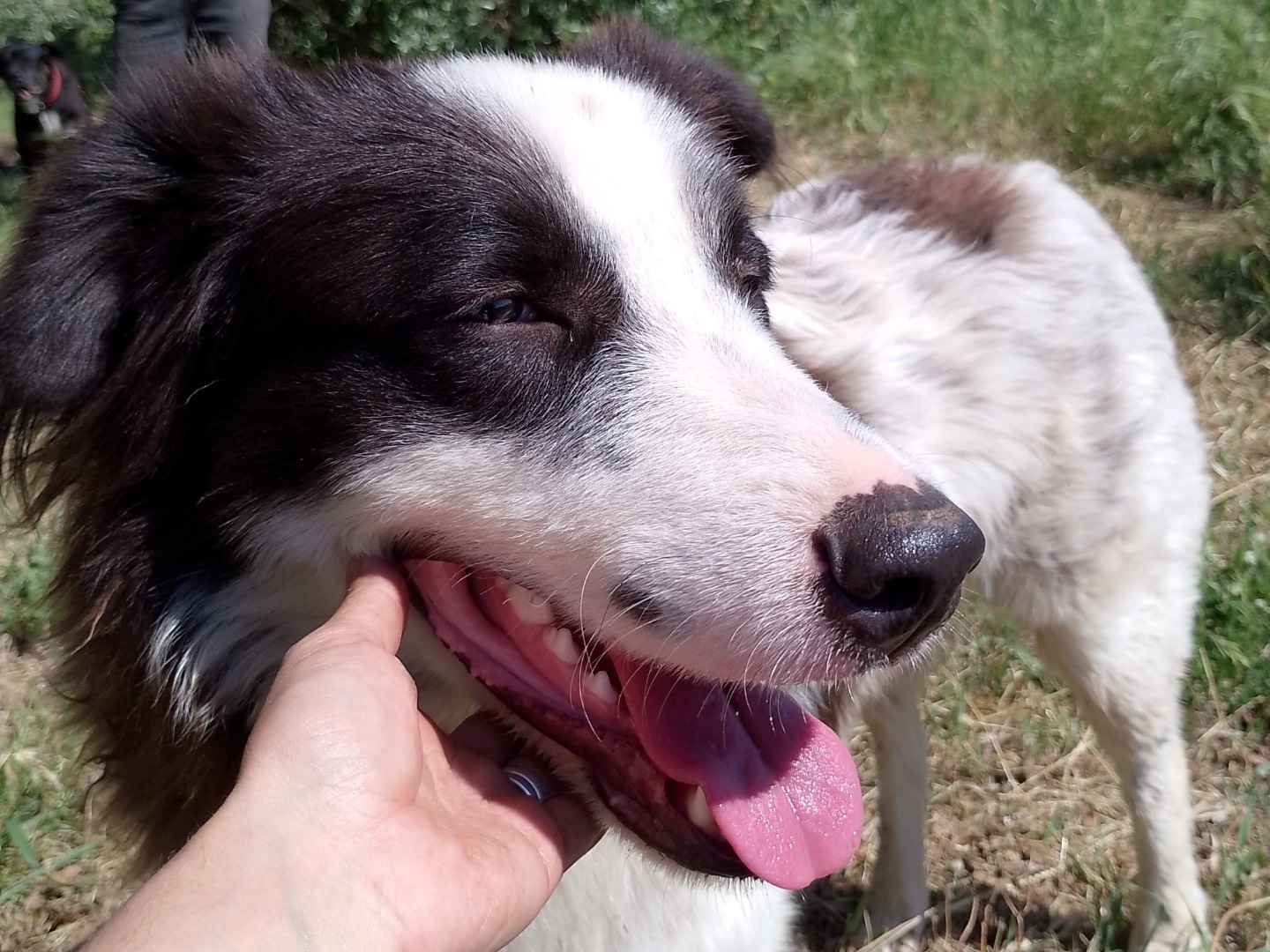 Adotta un cane, taglia grande, maschio, Vibo