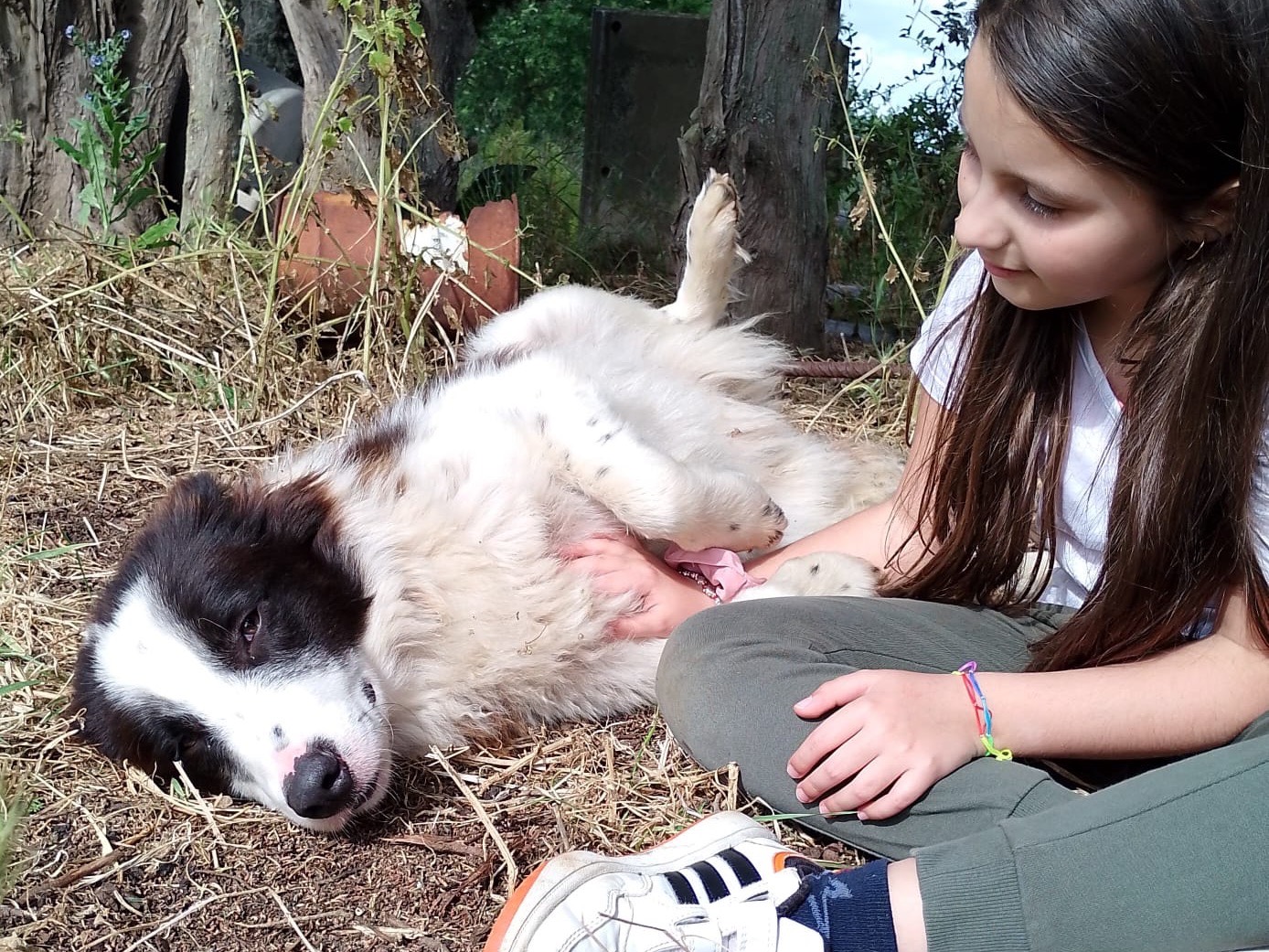 Vuoi adottare un cane a Vibo?