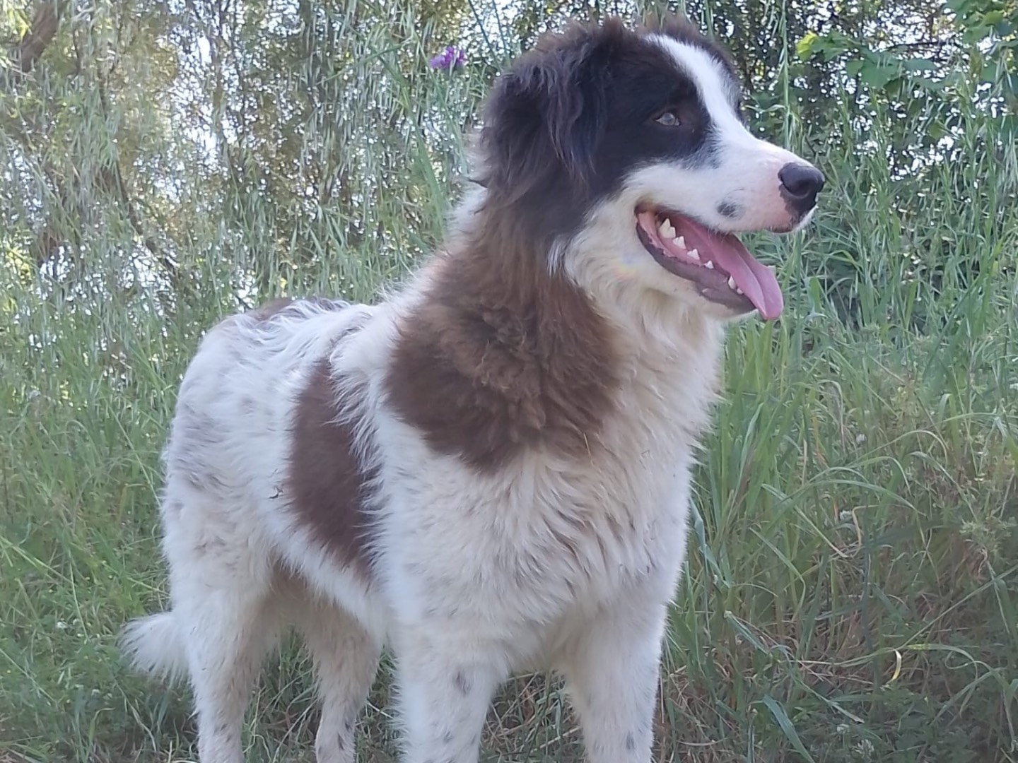 Adotta il cane Numa a Vibo