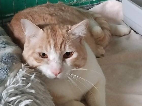 Adozione gatto, maschio, Razza sconosciuta Razza sconosciuta, 1 anno e 7 mesi, taglia non valida, Varese