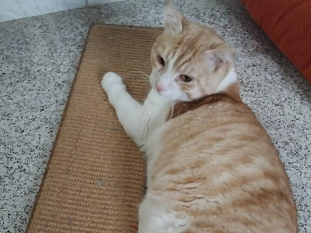 Vuoi adottare un gatto a Varese?