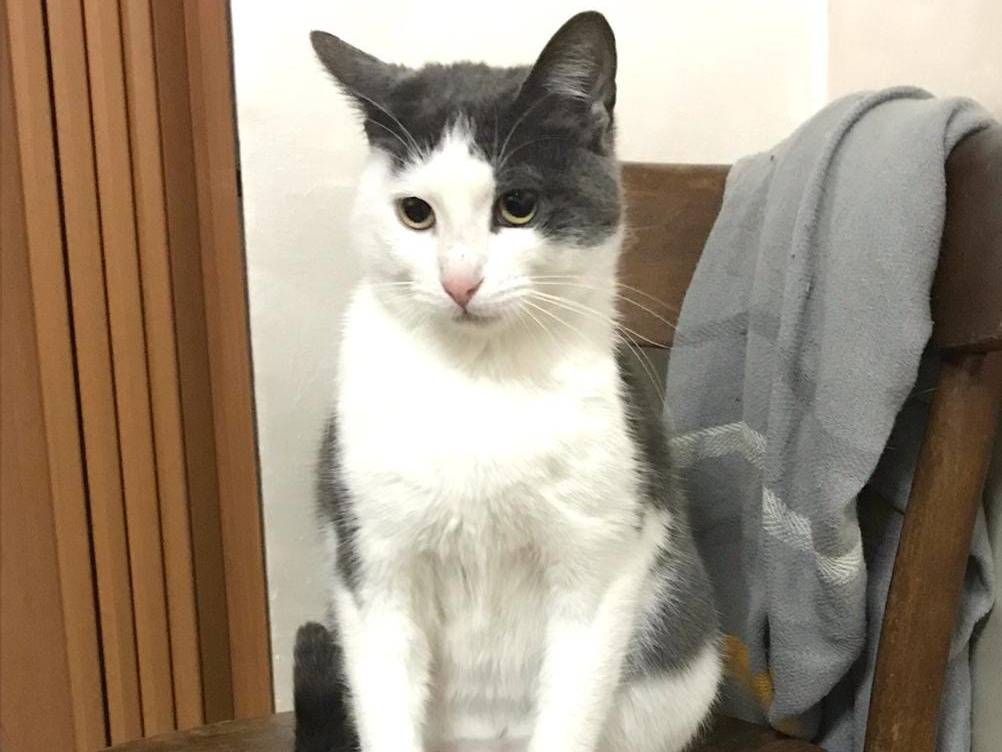 Vuoi adottare un gatto a La?