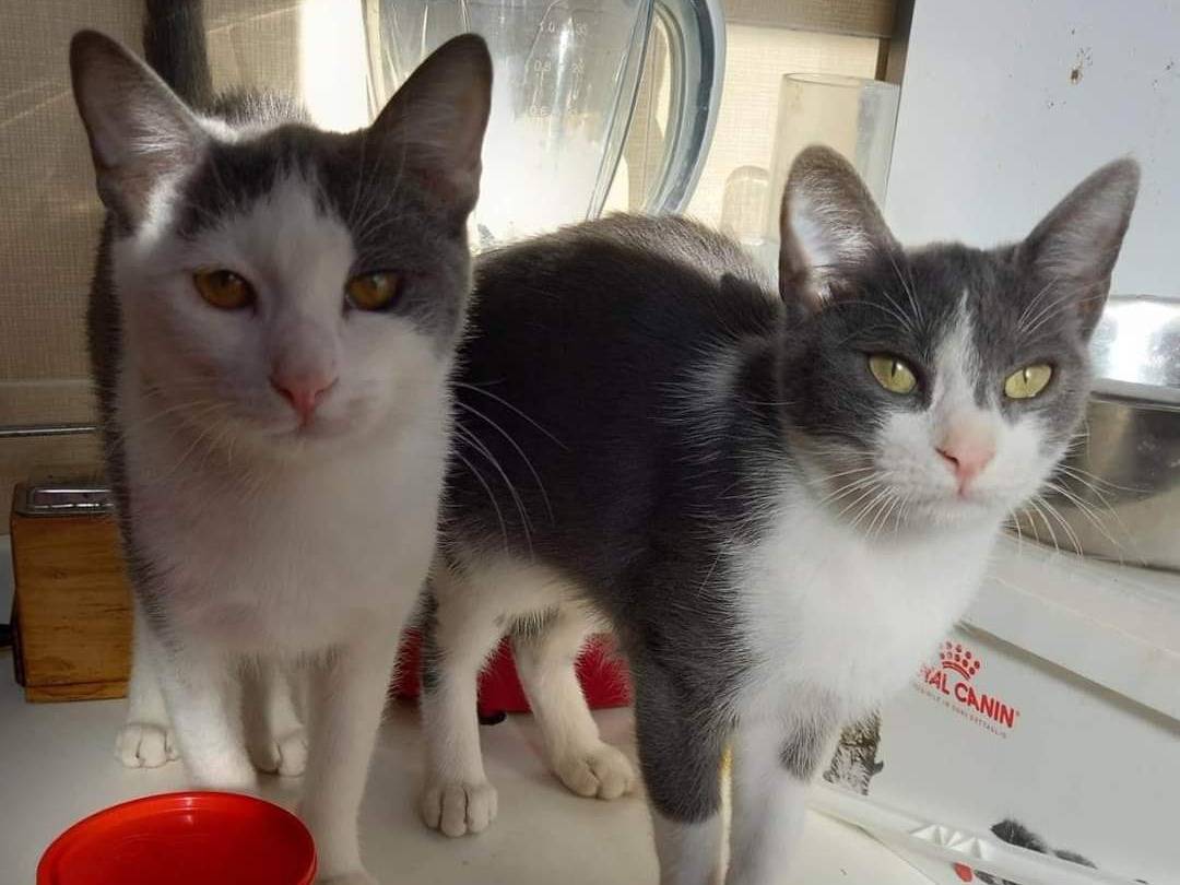 Adotta il gatto Piuma a La