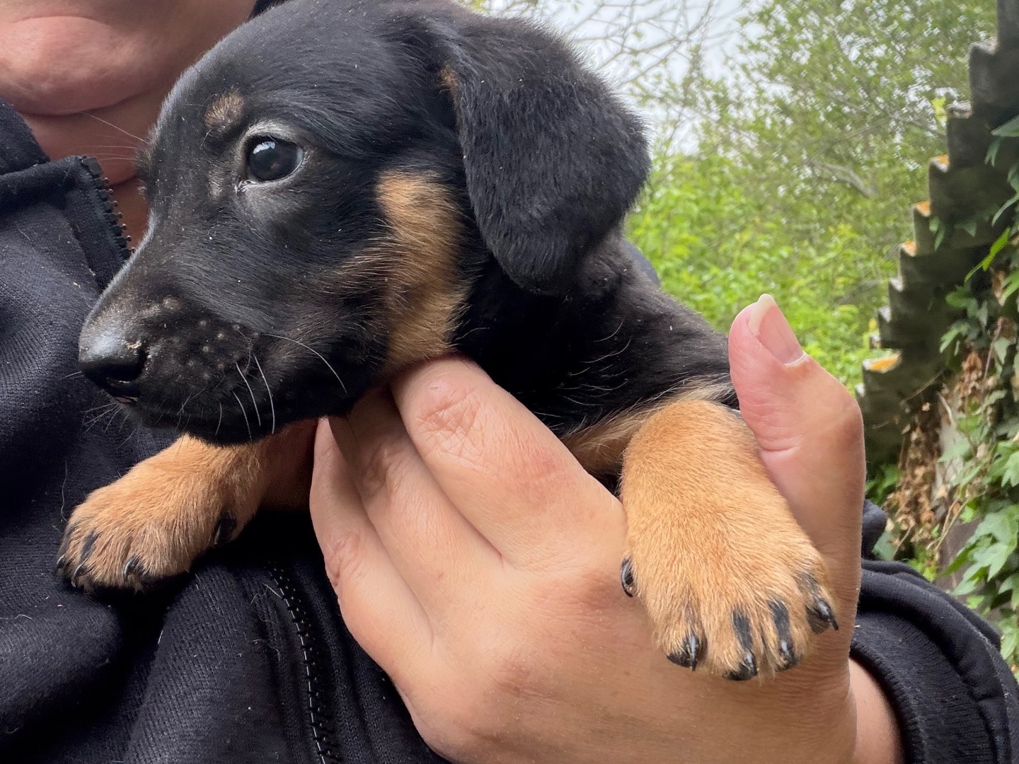 Adotta un cane, taglia piccola, maschio, Catanzaro