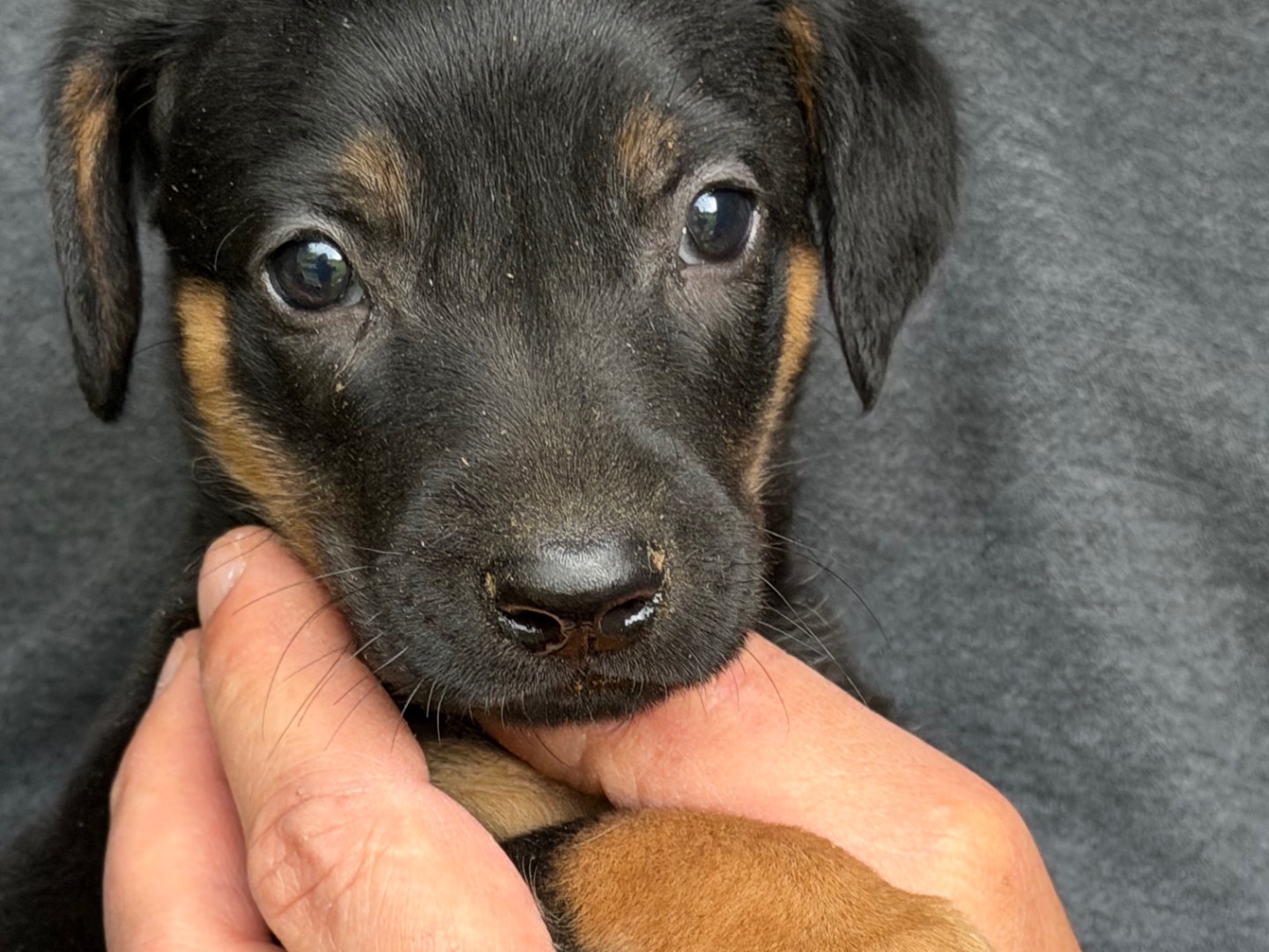 Adotta il cane Bydoo a Catanzaro