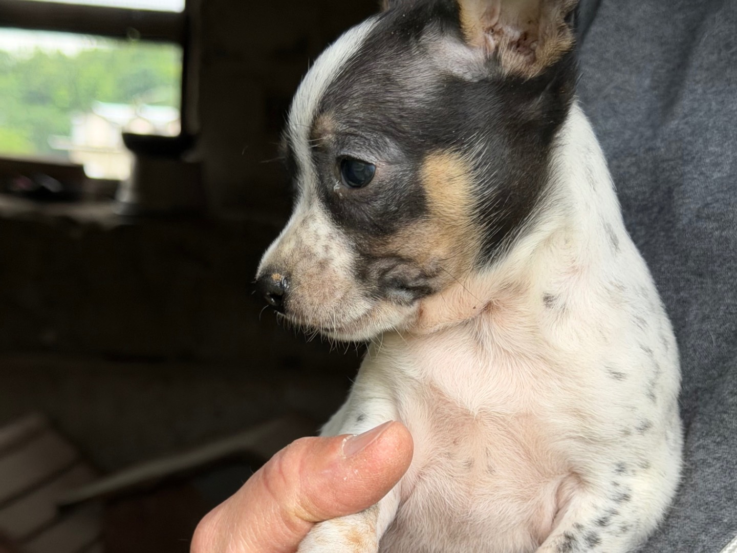 Adotta un cane, maschio, 3 mesi, Catanzaro