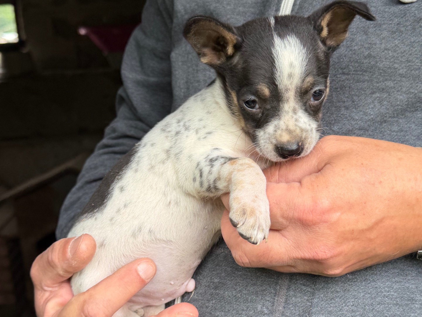 Adotta un cane, taglia piccola, maschio, Catanzaro