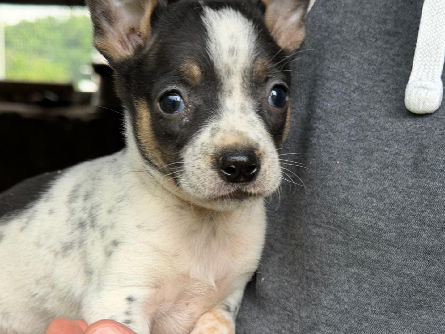Adotta il cane Dooby a Catanzaro