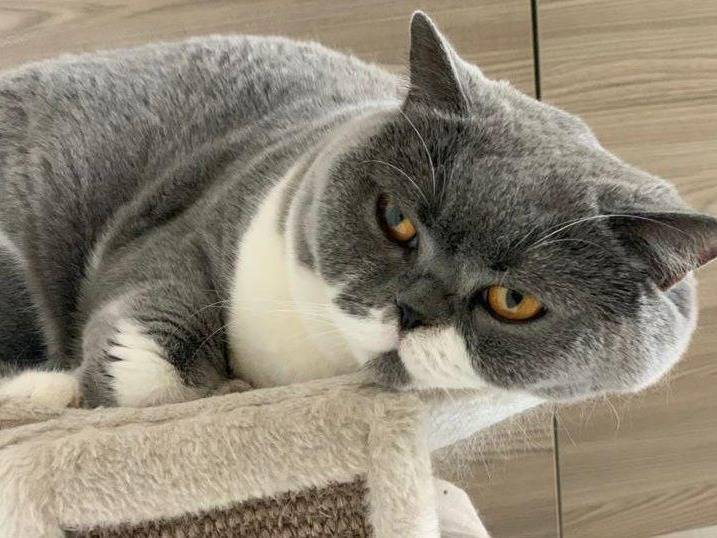 Adozione gatto, femmina, British Shorthair  Razza sconosciuta, 9 anni e 4 mesi, taglia non valida, Milano