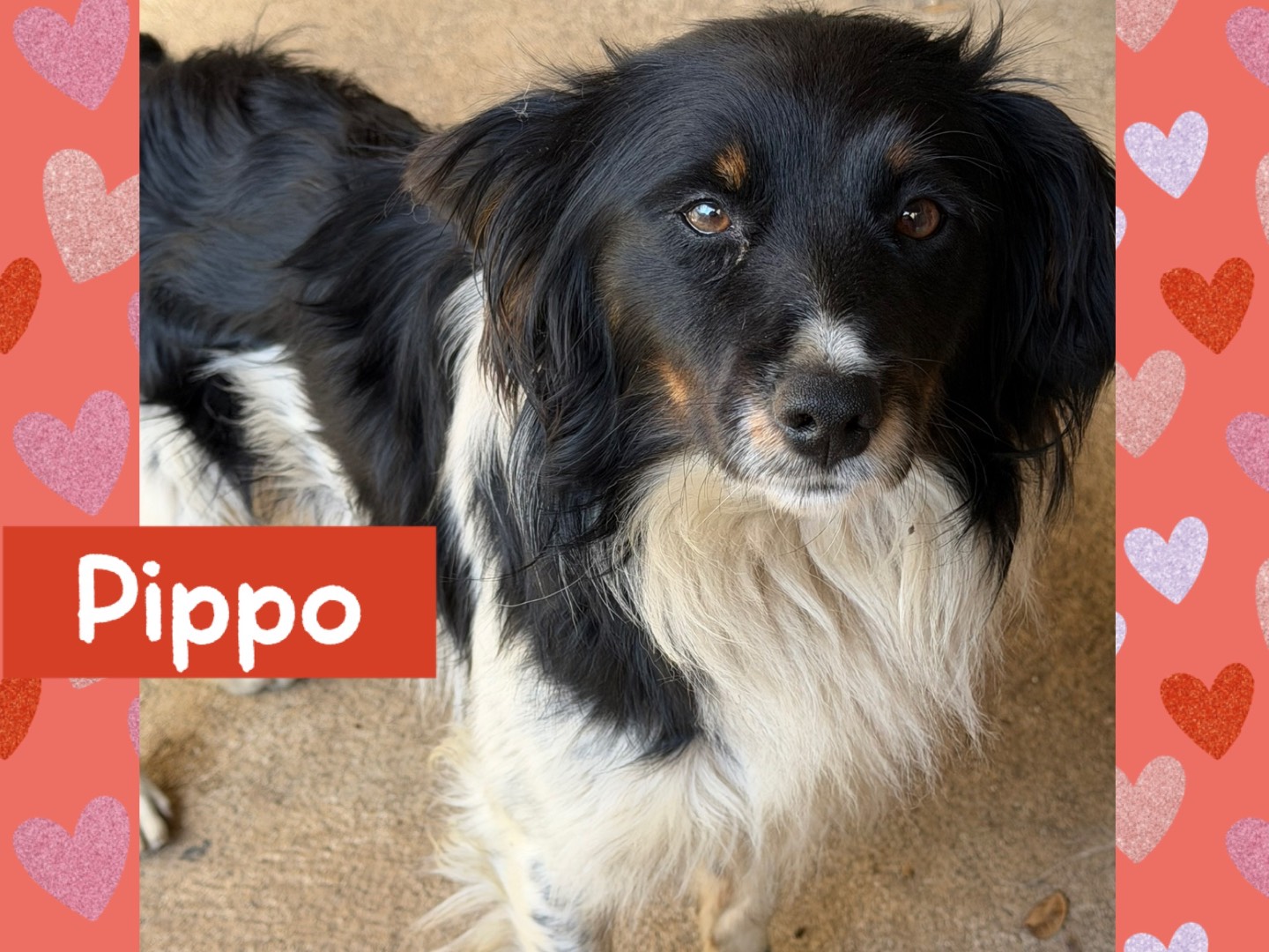 Adozione cane, maschio, Razza sconosciuta Razza sconosciuta, 1 anno, taglia media contenuta, Catanzaro