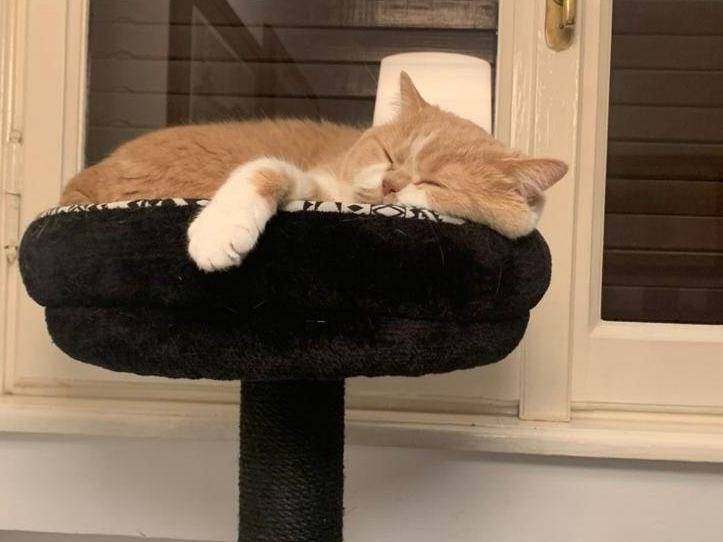 Adotta un gatto, maschio, 8 anni e 6 mesi, Milano