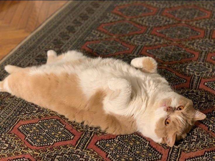 Adozione gatto, maschio, British Shorthair  Razza sconosciuta, 8 anni e 6 mesi, taglia non valida, Milano