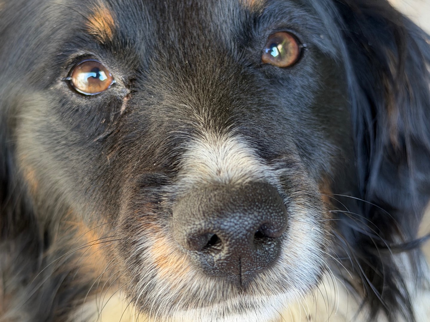 Adotta un cane, maschio, 1 anno, Catanzaro