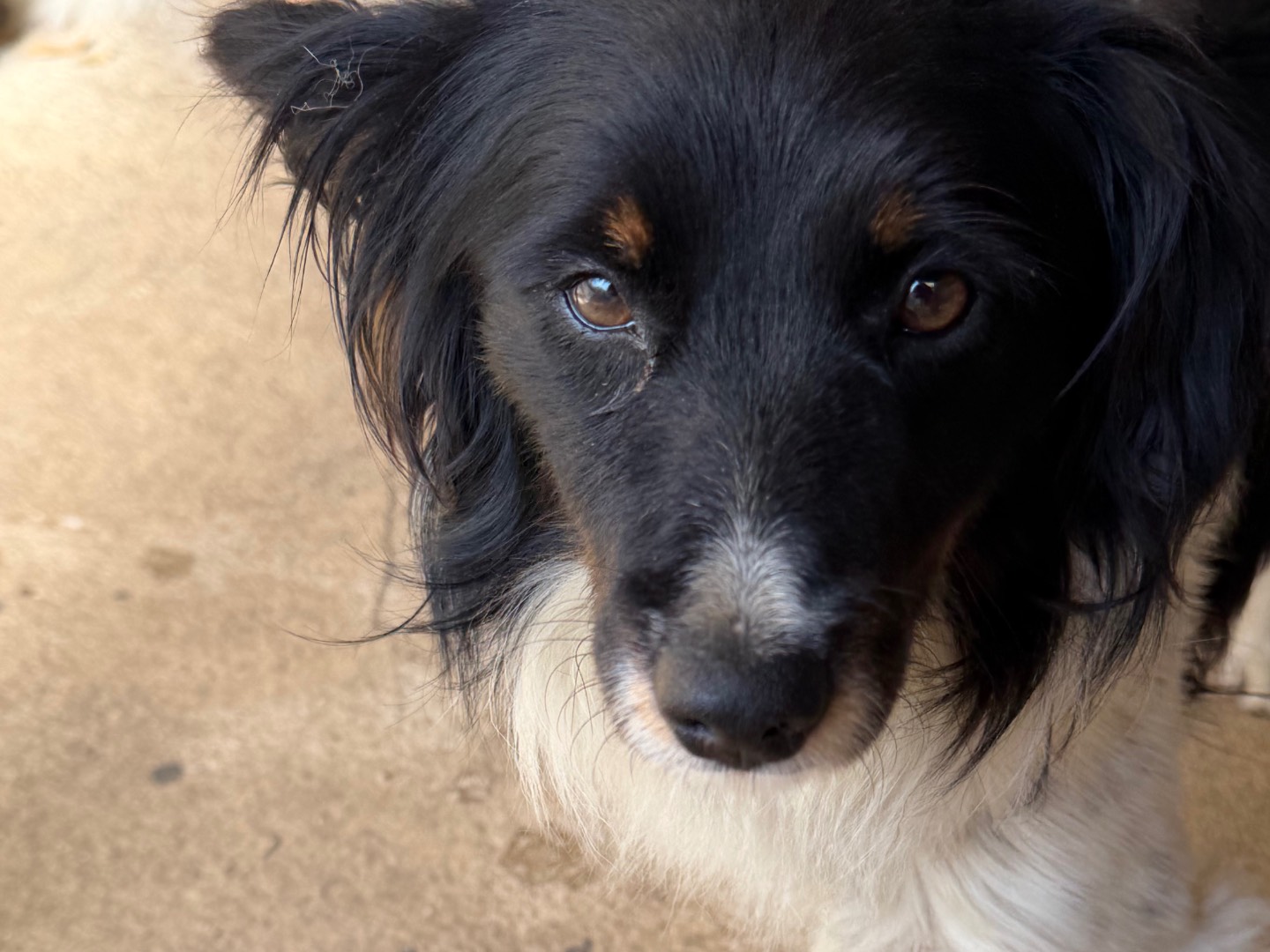 Adotta un cane, taglia media contenuta, maschio, Catanzaro