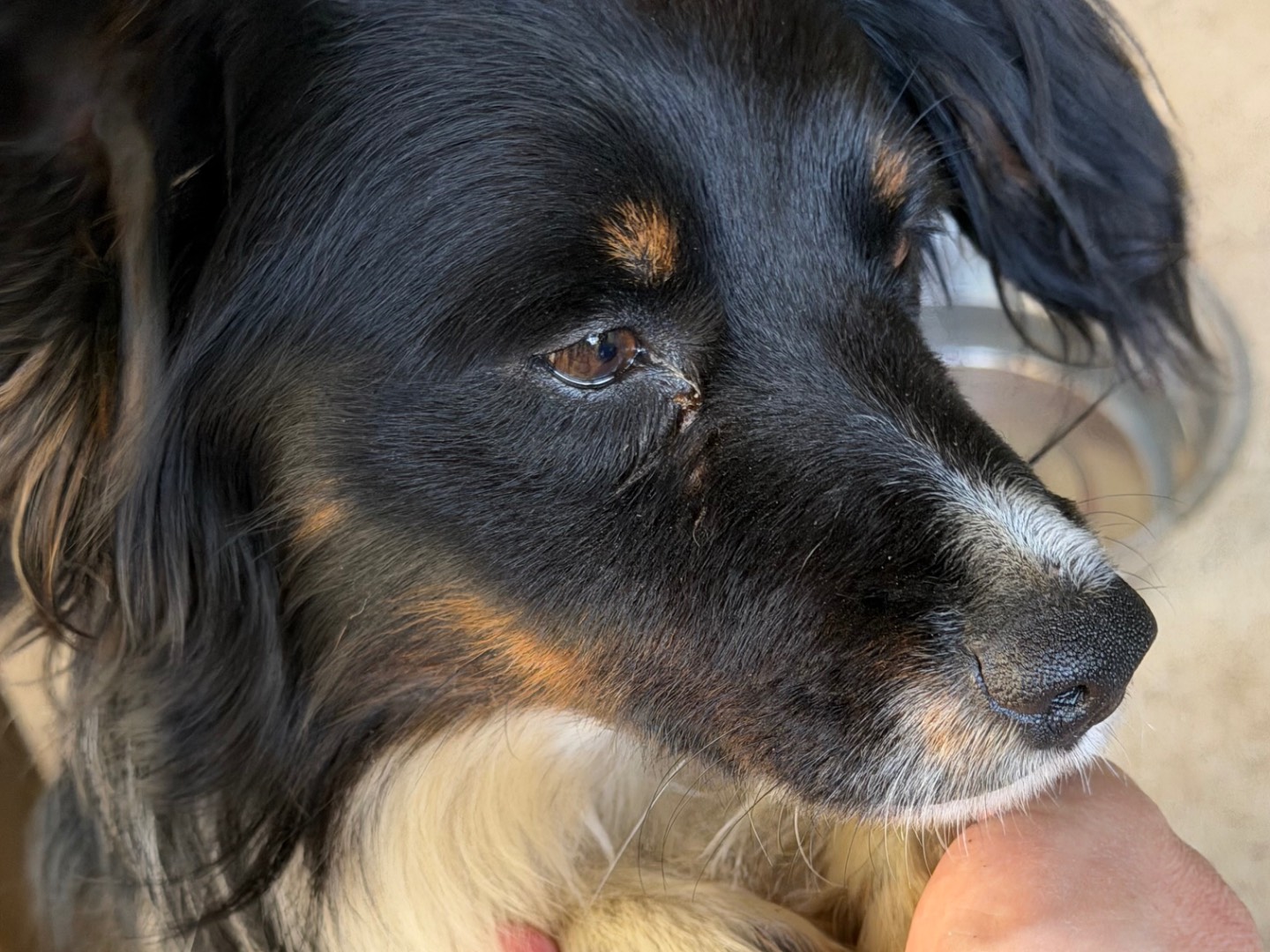 Vuoi adottare un cane a Catanzaro?
