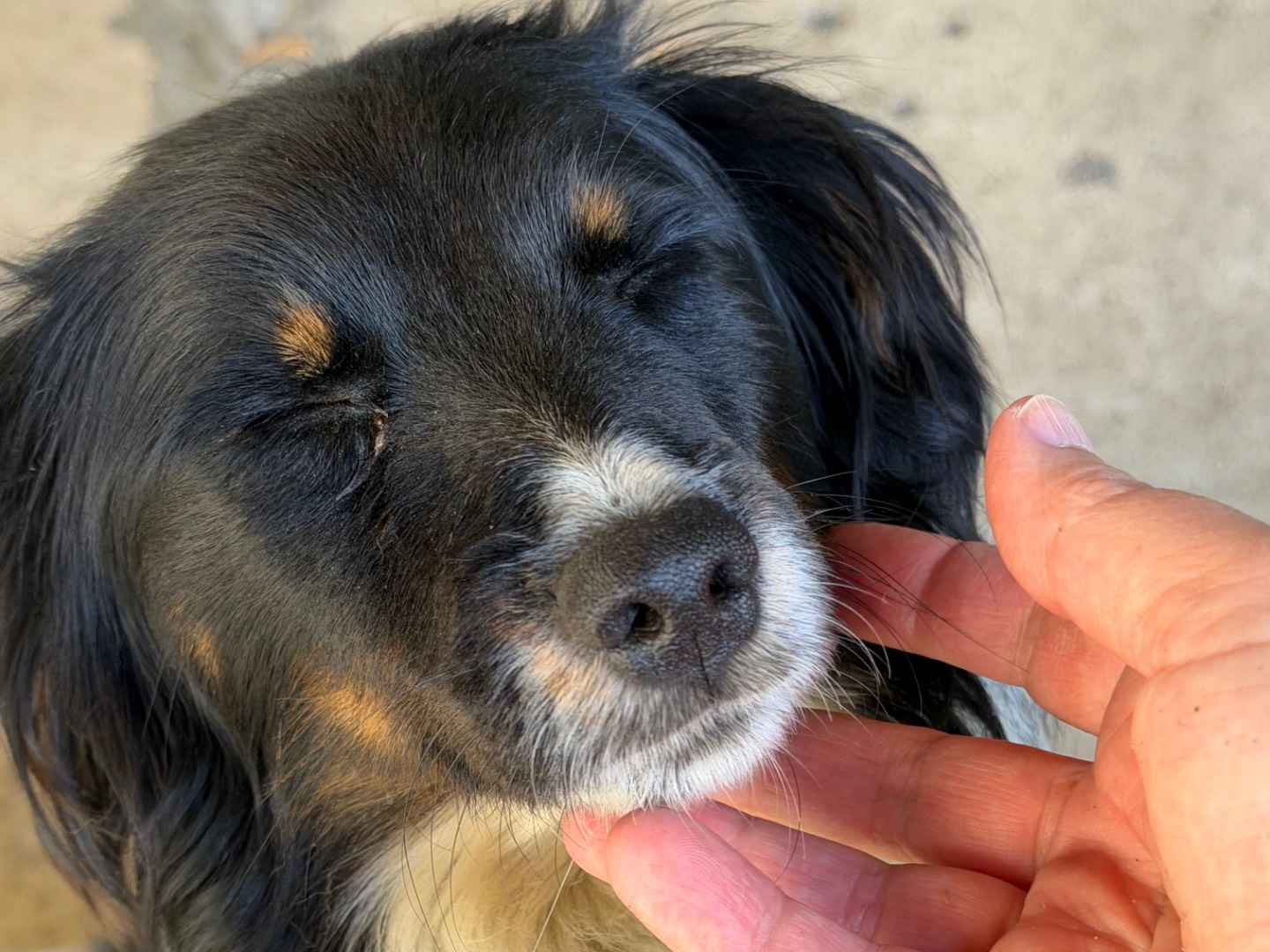 Adotta il cane Pippo a Catanzaro