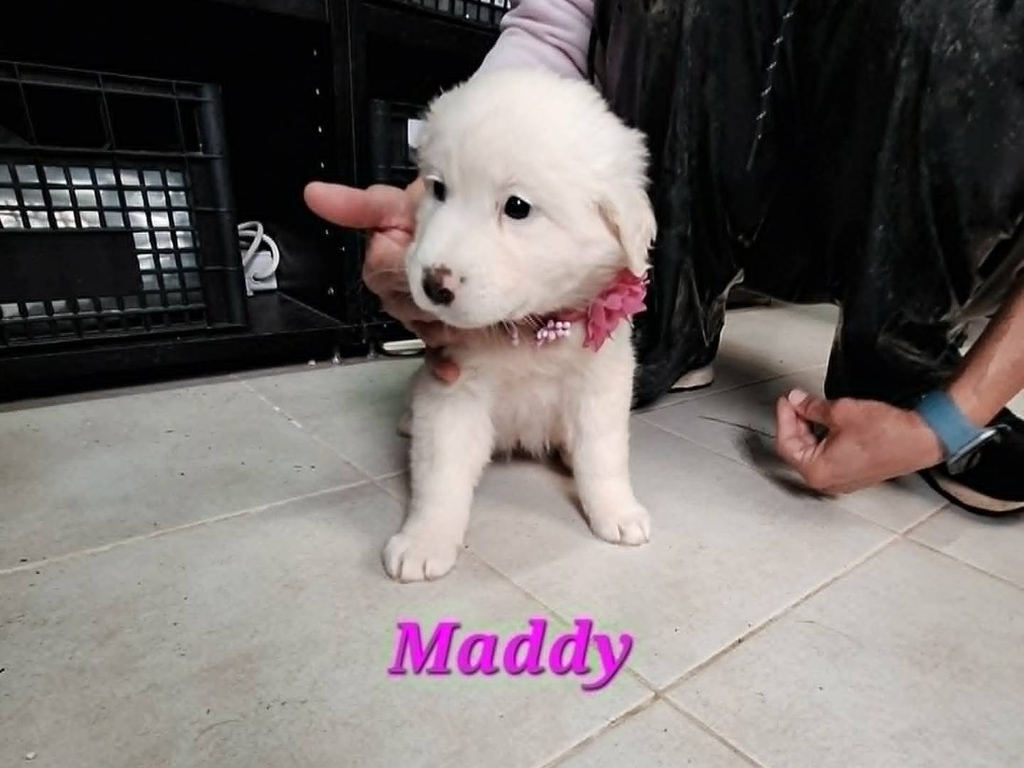 Adotta un cane, taglia media, femmina, Bari