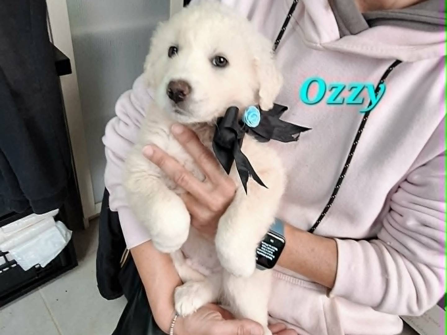 Adozione cane, maschio, Razza sconosciuta Razza sconosciuta, 3 mesi, taglia media, Bari