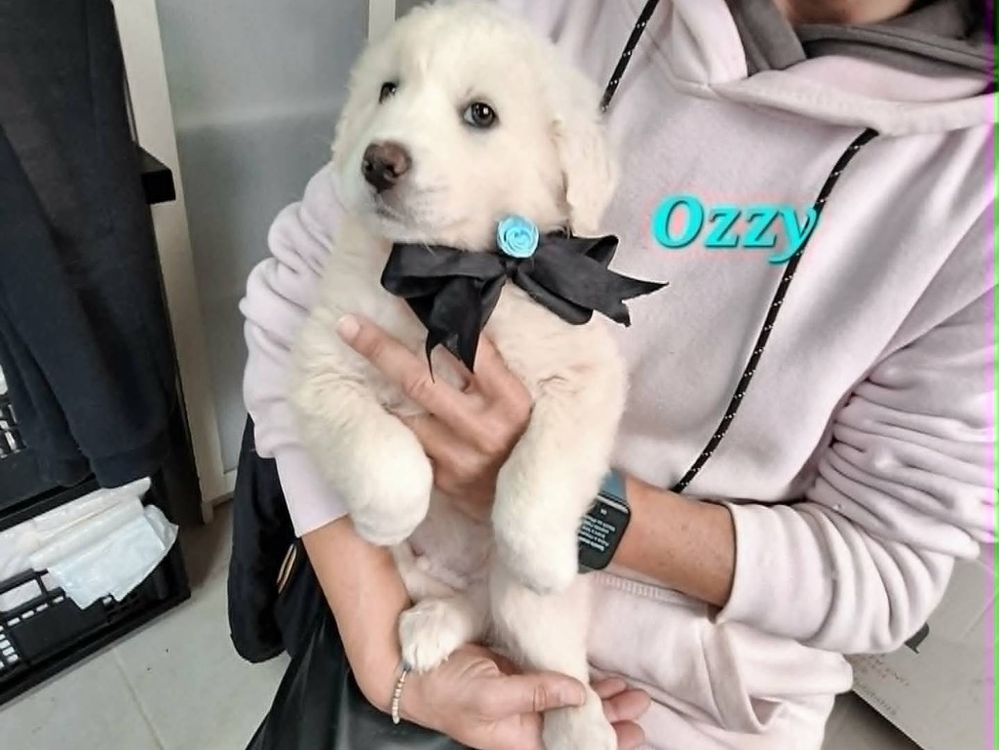 Adotta un cane, maschio, 3 mesi, Bari