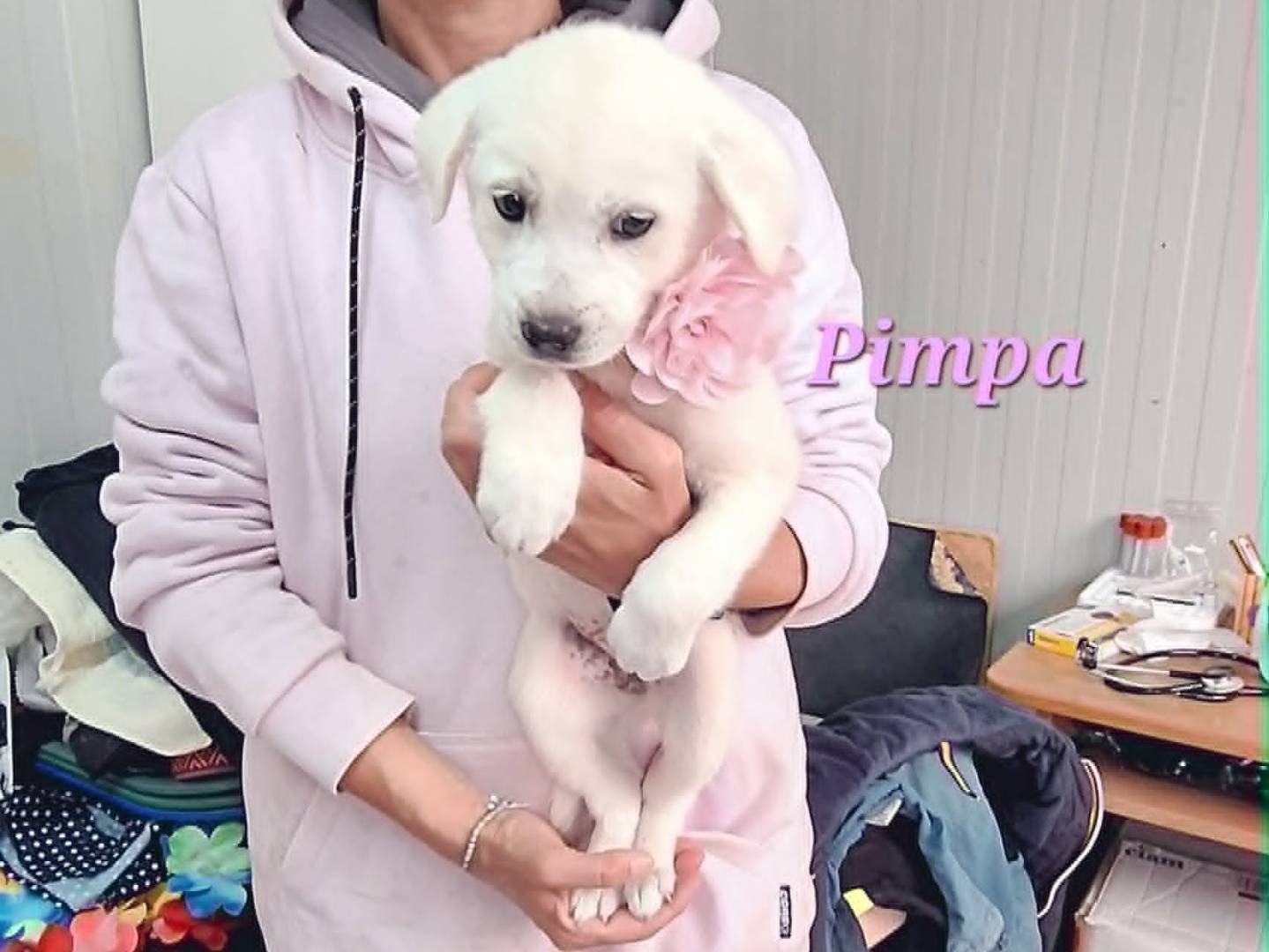 Adozione cane, femmina, Razza sconosciuta Razza sconosciuta, 3 mesi, taglia media, Bari