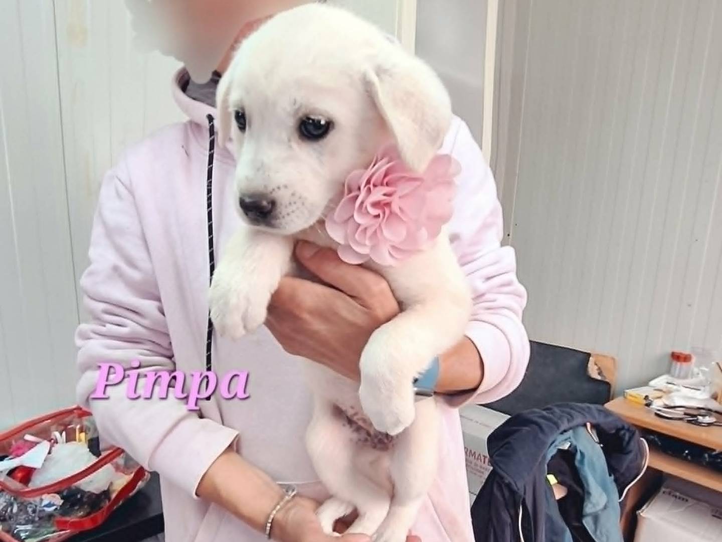 Adotta un cane, femmina, 3 mesi, Bari