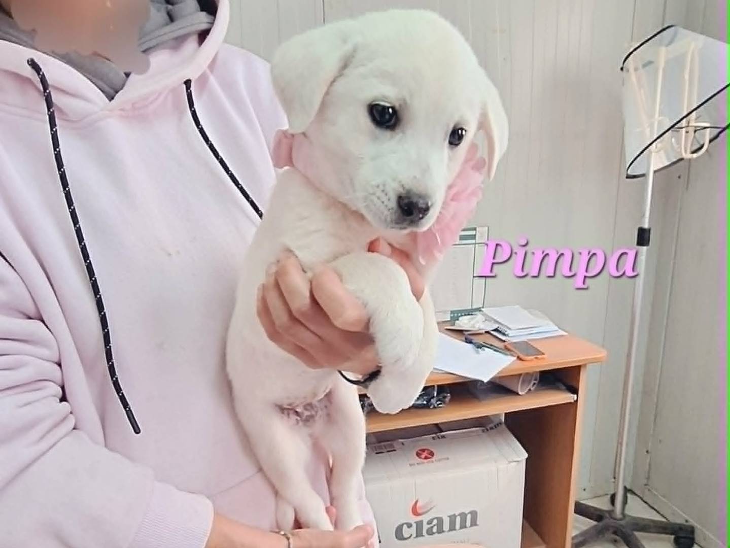 Adotta un cane, taglia media, femmina, Bari