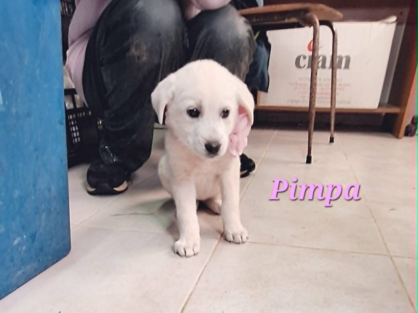 Vuoi adottare un cane a Bari?