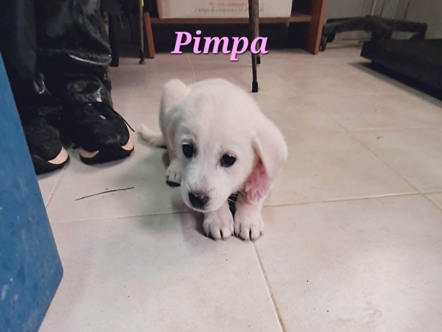 Adotta il cane Pimpa a Bari