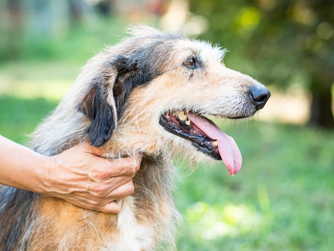 Adozione cane, maschio, Spinone Razza sconosciuta, 14 anni e 4 mesi, taglia media, Perugia